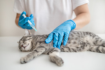 Eine Katze liegt auf einer Liege und bekommt von einer Arzthelferin eine Spritze.