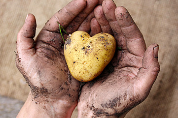Hände halten herzförmige Kartoffel