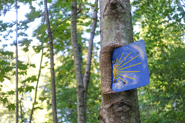 Blau-gelbes Schild mit einer Muschel an einem Baum